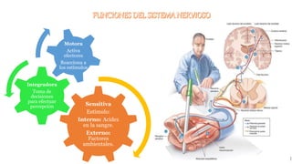 Sensitiva
Estímulo:
Interno: Acidez
en la sangre.
Externo:
Factores
ambientales.
Integradora
Toma de
decisiones
para efectuar
percepción
Motora
Activa
efectores
Reacciona a
los estímulos
 