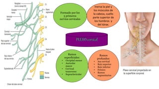 Ramos
superficiales:
• Occipital menor
• Auricular
mayor
• Cervical
transverso
• Supraclavicular
Formado por los
5 primeros
nervios cervicales
Ramos
profundos:
• Asa cervical
• Raíz superior
• Raíz inferior
• Frénico
• Ramos
segmentarios
Inerva la piel y
los músculos de
la cabeza, cuello
parte superior de
los hombros y
del tórax.
 