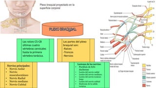 Las raíces C5-C8
últimas cuatro
vértebras cervicales
hasta la primera
vértebra torácica.
Nervios principales:
• Nervio Axilar
• Nervio
musculocutáneo
• Nervio Radial
• Nervio mediano
• Nervio Cubital
Lesiones de los nervios:
• Parálisis de Erb-
duchenne
• Lesión del nervio radial
• Lesión del nervio mediano.
• Lesión del nervio torácico
largo
• Lesión del nervio cubital
• Síndrome de la salida
torácica
Las partes del plexo
braquial son:
-Raíces
-Troncos
-Nervios
 