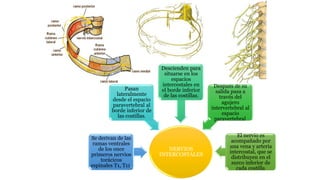NERVIOS
INTERCOSTALES
Se derivan de las
ramas ventrales
de los once
primeros nervios
torácicos
espinales T1, T11.
Pasan
lateralmente
desde el espacio
paravertebral al
borde inferior de
las costillas.
Descienden para
situarse en los
espacios
intercostales en
el borde inferior
de las costillas.
Después de su
salida pasa a
través del
agujero
intervertebral al
espacio
paravertebral.
El nervio es
acompañado por
una vena y arteria
intercostal, que se
distribuyen en el
surco inferior de
cada costilla.
 