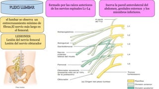 el lumbar se observa un
entrecruzamiento mínimo de
fibras,El nervio más largo es
el femoral.
formado por las raíces anteriores
de los nervios espinales L1-L4
LESIONES:
Lesión del nervio femoral
Lesión del nervio obturador
Inerva la pared anterolateral del
abdomen, genitales externos y los
miembros inferiores.
 