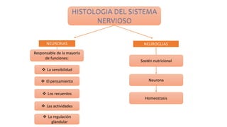 NEURONAS NEUROGLIAS
Responsable de la mayoría
de funciones:
 La sensibilidad
 El pensamiento
 Los recuerdos
 Las actividades
 La regulación
glandular
Sostén nutricional
Neurona
Homeostasis
 