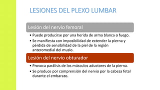 Lesión del nervio femoral
• Puede producirse por una herida de arma blanca o fuego.
• Se manifiesta con imposibilidad de extender la pierna y
pérdida de sensibilidad de la piel de la región
anteromedial del muslo.
Lesión del nervio obturador
• Provoca parálisis de los músculos aductores de la pierna.
• Se produce por comprensión del nervio por la cabeza fetal
durante el embarazo.
 