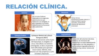 Los circuitos límbicos
implicados en la cognición
social (como los que
involucran a la amígdala, el
giro cingulado y la corteza
orbitofrontal) no funcionan
adecuadamente.
Autismo
Ciertas formas
de demencia pueden afectar al
sistema límbico o partes
asociadas, produciendo
síntomas de descontrol
emocional.
Demencia
Epilepsia límbica
Reducción del volumen de áreas
límbicas, las neuronas del
hipocampo no están debidamente
organizadas y es más pequeño, y
en la corteza cingulada anterior y
el tálamo hay menor número de
células.
Esquizofrenia
Epilepsia Medial del Lóbulo
Temporal (MLT)
Lesiones en estructuras como el giro
del hipocampo, la amígdala o el
uncus. Esto afecta a la memoria
anterógrada, es decir, el paciente
tiene dificultades para aprender
cosas nuevas. Además, estas
personas son más propensas a sufrir
ansiedad y depresión.
 