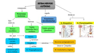 Neuronas
motoras
compuesto
regula
Divide en
Que
están en
inervan
Funciones
involuntarias
S. Simpático S. Parasimpático
Tronco
encefálico
Dendritas y
cuerpos
celulares
Tejido
muscular liso y
cardiaco
Así que
Tejido epitelial
glandular
Sustancia gris
de la médula
están
Axones
terminan
Ganglios
N. Preganglionares
serían
mientras
Neuronas postganglionares
M. Involuntario y órganos
Llevan el impulso
 