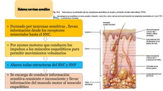 • Formado por neuronas sensitivas , llevan
información desde los receptores
sensoriales hasta el SNC.
• Por axones motores que conducen los
impulsos a los músculos esqueléticos para
permitir movimientos voluntarios
• Abarca todas estructuras del SNC y SNP
• Se encarga de conducir información
sensitiva consiente e inconsciente y llevar
información del musculo motor al musculo
esquelético
 
