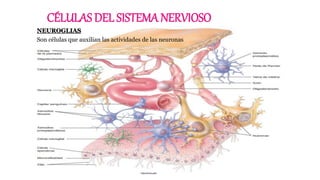CÉLULAS DEL SISTEMA NERVIOSO
NEUROGLIAS
Son células que auxilian las actividades de las neuronas
 