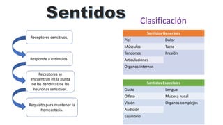 Receptores sensitivos.
Receptores se
encuentran en la punta
de las dendritas de las
neuronas sensitivas.
Responde a estímulos.
Requisito para mantener la
homeostasis.
Sentidos Generales
Piel Dolor
Músculos Tacto
Tendones Presión
Articulaciones
Órganos internos
Sentidos Especiales
Gusto Lengua
Olfato Mucosa nasal
Visión Órganos complejos
Audición
Equilibrio
Clasificación
 