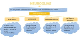 Son mas grandes que las neuronas, mantiene unido el sistema nervioso central.
TIPOS DE NEUROGLIAS
ASTROSISTOS
CÉLULAS DE
SCHWANN
MICROGLIAS OLIGODENDROCITOS
Se ubican junto a
ciertos capilares del
cerebro y forman la
barrera
hematoencefálica
Actúan frente a
la inflamación y
daños a tejido
nervioso
Forman la vaina
de mielina en el
sistema
nervioso central
Forman la vaina
de mielina en el
sistema nervioso
periférico
 