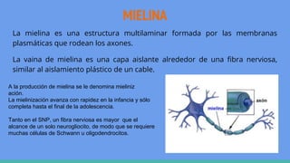 MIELINA
La mielina es una estructura multilaminar formada por las membranas
plasmáticas que rodean los axones.
La vaina de mielina es una capa aislante alrededor de una fibra nerviosa,
similar al aislamiento plástico de un cable.
A la producción de mielina se le denomina mieliniz
ación.
La mielinización avanza con rapidez en la infancia y sólo
completa hasta el final de la adolescencia.
Tanto en el SNP, un fibra nerviosa es mayor que el
alcance de un solo neurogliocito, de modo que se requiere
muchas células de Schwann u oligodendrocitos.
 