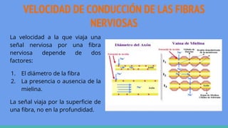 VELOCIDAD DE CONDUCCIÓN DE LAS FIBRAS
NERVIOSAS
La velocidad a la que viaja una
señal nerviosa por una fibra
nerviosa depende de dos
factores:
1. El diámetro de la fibra
2. La presencia o ausencia de la
mielina.
La señal viaja por la superficie de
una fibra, no en la profundidad.
 