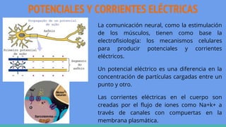 POTENCIALES Y CORRIENTES ELÉCTRICAS
La comunicación neural, como la estimulación
de los músculos, tienen como base la
electrofisiología: los mecanismos celulares
para producir potenciales y corrientes
eléctricos.
Un potencial eléctrico es una diferencia en la
concentración de partículas cargadas entre un
punto y otro.
Las corrientes eléctricas en el cuerpo son
creadas por el flujo de iones como Na+k+ a
través de canales con compuertas en la
membrana plasmática.
 