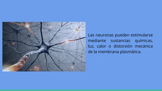 Las neuronas pueden estimularse
mediante sustancias químicas,
luz, calor o distorsión mecánica
de la membrana plasmática.
 