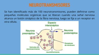 NEUROTRANSMISORES
Se han identificado más de 100 neurotransmisores, pueden definirse como
pequeñas moléculas orgánicas que se liberan cuando una señal nerviosa
alcanza un botón sináptico de la fibra nerviosa, luego se fija a un receptor en
otra célula.
 