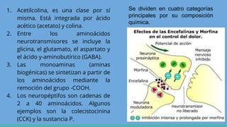1. Acetilcolina, es una clase por sí
misma. Está integrada por ácido
acético (acetato) y colina.
2. Entre los aminoácidos
neurotransmisores se incluye la
glicina, el glutamato, el aspartato y
el ácido y-aminobutírico (GABA).
3. Las monoaminas (aminas
biogénicas) se sintetizan a partir de
los aminoácidos mediante la
remoción del grupo -COOH.
4. Los neuropéptifos son cadenas de
2 a 40 aminoácidos. Algunos
ejemplos son la colecistocinina
(CCK) y la sustancia P.
Se dividen en cuatro categorías
principales por su composición
química.
 