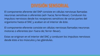 DIVISIÓN SENSORIAL
El componente aferente del SNP consiste en células nerviosas llamadas
neuronas sensitivas o aferentes (ad= hacia; ferre=llevar). Conducen los
impulsos nerviosos desde los receptores sensitivos de varias partes del
organismo hasta el SNC y acaban en el interior de éste.
El componente eferente consiste en células nerviosas llamadas neuronas
motoras o eferentes (ex= fuera de; ferre= llevar).
Estas se originan en el interior del SNC y conducen los impulsos nerviosos
desde éste a los músculos y las glándulas.
 