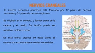 NERVIOS CRANEALES
El sistema nerviosos periférico está formado por 12 pares de nervios
craneales y 31 pares de nervios espinales.
Se originan en el cerebro, y forman parte de la
cabeza y el cuello. Su función puede ser
sensitiva, motora o mixta.
De esta forma, algunos de estos pares de
nervios son exclusivamente células sensoriales.
 