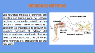NEURONAS MOTORAS
Las neuronas motoras o eferentes son
aquellas que forman parte del sistema
nervioso, a las cuales también se les
denomina como “neuronas efectoras”,
estas son las encargadas de conducir los
impulsos nerviosos al exterior del
sistema nerviosos central hacia efectores
tales como los músculos o las glándulas,
otras neuronas, etc. produciendo así una
respuesta.
 