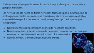 El sistema nerviosos periférico está constituido por el conjunto de nervios y
ganglios nerviosos.
Los nervios son los haces de fibras nerviosas formadas por la acumulación de
prolongaciones de las neuronas que conectan el sistema nervioso central con
el resto del cuerpo: los nervios se clasifican según el tipo de impulso que
transportan:
● Nervios sensitivos: si contienen axones de neuronas sentitivas.
● Nervios motores: si llevan axones de neuronas motoras, son nervios que
transportan impulsos motores a los músculos voluntarios.
● Nervios mixtos: si llevan ambos tipos de axones.
 