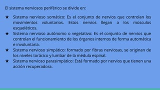 El sistema nerviosos periférico se divide en:
★ Sistema nervioso somático: Es el conjunto de nervios que controlan los
movimientos voluntarios. Estos nervios llegan a los músculos
esqueléticos.
★ Sistema nervioso autónomo o vegetativo: Es el conjunto de nervios que
controlan el funcionamiento de los órganos internos de forma automática
e involuntaria.
★ Sistema nervioso simpático: formado por fibras nerviosas, se originan de
los niveles torácico y lumbar de la médula espinal.
★ Sistema nervioso parasimpático: Está formado por nervios que tienen una
acción recuperadora.
 