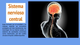 Sistema
nervioso
central
Está formado por el encéfalo y la
médula espinal, se encuentra
protegido por tres membranas, las
meninges. En su interior existe un
sistema de cavidades conocidas
como ventrículos, por las cuales
circula el líquido cefalorraquídeo
 