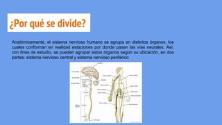 ¿Por qué se divide?
Anatómicamente, el sistema nervioso humano se agrupa en distintos órganos, los
cuales conforman en realidad estaciones por donde pasan las vías neurales. Así,
con fines de estudio, se pueden agrupar estos órganos según su ubicación, en dos
partes: sistema nervioso central y sistema nervioso periférico
 
