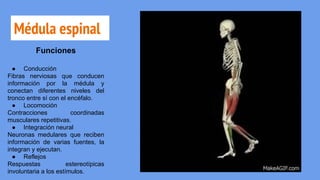 Médula espinal
Funciones
● Conducción
Fibras nerviosas que conducen
información por la médula y
conectan diferentes niveles del
tronco entre sí con el encéfalo.
● Locomoción
Contracciones coordinadas
musculares repetitivas.
● Integración neural
Neuronas medulares que reciben
información de varias fuentes, la
integran y ejecutan.
● Reflejos
Respuestas estereotípicas
involuntaria a los estímulos.
 