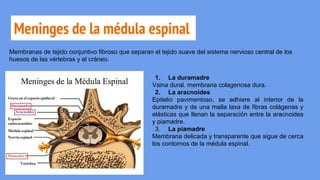 Meninges de la médula espinal
Membranas de tejido conjuntivo fibroso que separan el tejido suave del sistema nervioso central de los
huesos de las vértebras y el cráneo.
1. La duramadre
Vaina dural. membrana colagenosa dura.
2. La aracnoides
Epitelio pavimentoso, se adhiere al interior de la
duramadre y de una malla laxa de fibras colágenas y
elásticas que llenan la separación entre la aracnoides
y piamadre.
3. La piamadre
Membrana delicada y transparente que sigue de cerca
los contornos de la médula espinal.
 