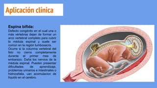 Aplicación clínica
Espina bífida:
Defecto congénito en el cual una o
más vértebras dejan de formar un
arco vertebral completo para cubrir
la médula espinal y suele ser
común en la región lumbosacra.
Ocurre si la columna vertebral del
feto no cierra completamente
durante el primer mes de
embarazo. Daña los nervios de la
médula espinal. Pueden presentar
dificultades de aprendizaje,
problemas urinarios e intestinales o
hidrocefalia, uan acomulacion de
líquido en el cerebro.
 