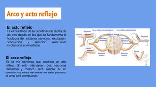 Arco y acto reflejo
El acto reflejo
Es el resultado de la coordinación rápida de
las tres etapas en las que se fundamenta la
fisiología del sistema nervioso: excitación,
conducción y reacción (respuesta
involuntaria e inmediata).
El arco reflejo
Es la vía nerviosa que controla en alto
reflejo. Si solo intervienen dos neuronas
(sensitiva y motora) será simple. Si en
cambio hay otras neuronas en este proceso,
el arco será compuesto.
 