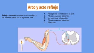 Arco y acto reflejo
Reflejo somático emplea un arco reflejo y
las señales viajan por la siguiente ruta:
1. Receptores somáticos en la piel
2. Fibras nerviosas aferentes
3. Un centro de integración
4. Fibras nerviosas eferentes
5. Efectores
 