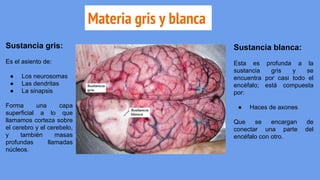 Materia gris y blanca
Sustancia gris:
Es el asiento de:
● Los neurosomas
● Las dendritas
● La sinapsis
Forma una capa
superficial a lo que
llamamos corteza sobre
el cerebro y el cerebelo,
y también masas
profundas llamadas
núcleos.
Sustancia blanca:
Esta es profunda a la
sustancia gris y se
encuentra por casi todo el
encéfalo; está compuesta
por:
● Haces de axones
Que se encargan de
conectar una parte del
encéfalo con otro.
 