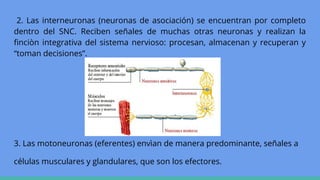 2. Las interneuronas (neuronas de asociación) se encuentran por completo
dentro del SNC. Reciben señales de muchas otras neuronas y realizan la
finciòn integrativa del sistema nervioso: procesan, almacenan y recuperan y
“toman decisiones”.
3. Las motoneuronas (eferentes) envìan de manera predominante, señales a
células musculares y glandulares, que son los efectores.
 