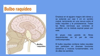 Bulbo raquídeo
Empieza en el agujero magno del cráneo y
se extiende por casi 3 cm en sentido
rostral, terminando en una ranura entre el
bulbo raquídeo y la protuberancia. Todas
las fibras nerviosas que conectan el
encéfalo con la médula espinal pasan por
este.
El grupo más grande de fibras
descendentes es el par de vías
corticoespinales.
El bulbo raquídeo contiene redes neurales
que participan en diversas funciones
sensitivas y motoras fundamentales; una
de ellas los sentidos.
 