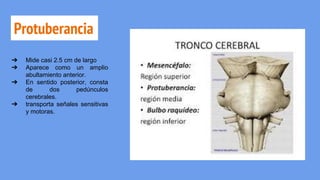 Protuberancia
➔ Mide casi 2.5 cm de largo
➔ Aparece como un amplio
abultamiento anterior.
➔ En sentido posterior, consta
de dos pedúnculos
cerebrales.
➔ transporta señales sensitivas
y motoras.
 