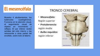 El mesencéfalo
Muestra 4 abultamientos, los
tubérculos cuadrigéminos.
Funciona en la atención visual,
el seguimiento visual de
objetos en movimiento y
reflejos. El par inferior recibe
señales del oído interno y las
retransmite a otras partes del
encéfalo, sobre todo al tálamo.
 