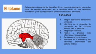 El tálamo Es la región más grande del diencéfalo. Es un centro de integración que recibe
todas las señales sensoriales; en el terminan todas las vías sensitivas
importantes y con su mediación se produce la respuesta emocional.
Funciones
1. Integrar actividades sensoriales
y motoras.
2. Interviene en el despertar, la
conciencia, en la conducta
afectiva y en la memoria.
3. Integración sensorial.
4. Recibe y procesa toda
información nocioreceptiva.
5. Es clave en el control motor.
6. Interviene en la memoria y las
funciones emocionales del
sistema límbico.
 