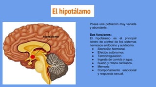 El hipotálamo
Posee una población muy variada
y abundante.
Sus funciones:
El hipotálamo es el principal
centro de control de los sistemas
nerviosos endocrino y autónomo.
● Secreción hormonal.
● Efectos autónomos.
● Termorregulación.
● Ingesta de comida y agua.
● Sueño y ritmos cardiacos.
● Memoria
● Comportamiento emocional
y respuesta sexual.
 