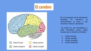 El cerebro
Es el encargado de la percepción
sensitiva, la memoria, el
razonamiento, el juicio, y las
acciones motoras voluntarias.
Se divide en dos hemisferios y
cada hemisferio posee varias
cisuras que lo dividen en lóbulos:
● Lóbulo frontal.
● Lóbulo parietal.
● Lóbulo occipital.
● Lóbulo temporal.
 