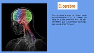 El cerebro
El consumo de energía del cerebro es de
aproximadamente 20%. El cerebro no
debe ni puede consumir más de esta
cantidad ya que es la cantidad de energía
que soporta el ser humano.
 