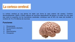 La corteza cerebral
La corteza cerebral es una lámina de tejido que forma la capa exterior del cerebro. Contiene
aproximadamente 15000 a 33000 millones de neuronas dependiendo del género y la edad. Es una capa
que cubre la superficie de los hemisferios cerebrales; constituye casi el 40% de masa del encéfalo y
contiene de 14 a 16 millones de neuronas.
Funciones:
1. Pensamiento.
2. El movimiento voluntario.
3. Idioma.
4. Razonamiento.
5. Percepción.
 