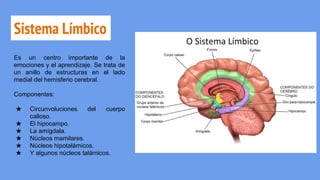 Sistema Límbico
Es un centro importante de la
emociones y el aprendizaje. Se trata de
un anillo de estructuras en el lado
medial del hemisferio cerebral.
Componentes:
★ Circunvoluciones del cuerpo
calloso.
★ El hipocampo.
★ La amígdala.
★ Núcleos mamilares.
★ Núcleos hipotalámicos.
★ Y algunos núcleos talámicos.
 