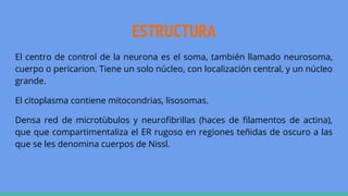 ESTRUCTURA
El centro de control de la neurona es el soma, también llamado neurosoma,
cuerpo o pericarion. Tiene un solo núcleo, con localización central, y un núcleo
grande.
El citoplasma contiene mitocondrias, lisosomas.
Densa red de microtùbulos y neurofibrillas (haces de filamentos de actina),
que que compartimentaliza el ER rugoso en regiones teñidas de oscuro a las
que se les denomina cuerpos de Nissl.
 