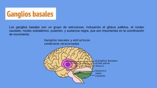 Ganglios basales
Los ganglios basales son un grupo de estructuras, incluyendo el globus pallidus, el núcleo
caudado, núcleo subtalámico, putamen, y sustancia negra, que son importantes en la coordinación
de movimiento.
 