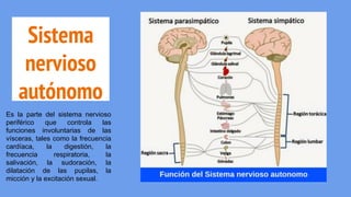 Sistema
nervioso
autónomo
Es la parte del sistema nervioso
periférico que controla las
funciones involuntarias de las
vísceras, tales como la frecuencia
cardíaca, la digestión, la
frecuencia respiratoria, la
salivación, la sudoración, la
dilatación de las pupilas, la
micción y la excitación sexual.
 