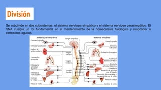 División
Se subdivide en dos subsistemas: el sistema nervioso simpático y el sistema nervioso parasimpático. El
SNA cumple un rol fundamental en el mantenimiento de la homeostasis fisiológica y responder a
estresores agudos.
 