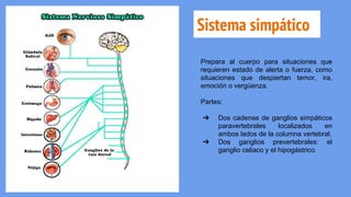 Sistema simpático
Prepara al cuerpo para situaciones que
requieren estado de alerta o fuerza, como
situaciones que despiertan temor, ira,
emoción o vergüenza.
Partes:
➔ Dos cadenas de ganglios simpáticos
paravertebrales localizados en
ambos lados de la columna vertebral.
➔ Dos ganglios prevertebrales: el
ganglio celiaco y el hipogástrico.
 