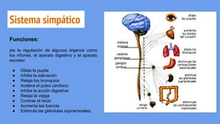 Sistema simpático
Funciones:
|es la regulación de algunos órganos como
los riñones, el aparato digestivo y el aparato
excretor.
● Dilata la pupila
● Inhibe la salivación
● Relaja los bronquios
● Acelera el pulso cardiaco
● Inhibe la acción digestiva
● Relaja la vejiga
● Contrae el recto
● Aumenta las fuerzas
● Estimula las glándulas suprarrenales.
 