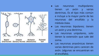 ● Las neuronas multipolares;
tienen un axón y varias
dentrinas. Es el tipo más común
e incluye a la mayor parte de las
neuronas del encéfalo y la
médula ósea.
● Las neuronas bipolares; tienen
un axón y una dentrina.
● Las neuronas unipolares, solo
tienen la extensión que sale del
soma.
● Las neuronas anaxónicas tienen
varias dentrinas pero carecen de
axón. (algunas se encuentran en
el encéfalo).
 