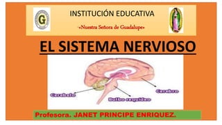 INSTITUCIÓN EDUCATIVA
“«Nuestra Señora de Guadalupe»
Profesora. JANET PRINCIPE ENRIQUEZ.
EL SISTEMA NERVIOSO
 